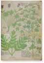 Sloane Tractatus de Herbis – M. Moleiro Editor – Sloane MS 4016 – British Library (London, United Kingdom)