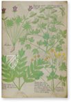 Sloane Tractatus de Herbis – M. Moleiro Editor – Sloane MS 4016 – British Library (London, United Kingdom)