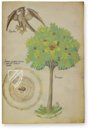 Sloane Tractatus de Herbis – M. Moleiro Editor – Sloane MS 4016 – British Library (London, United Kingdom)
