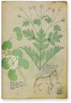 Sloane Tractatus de Herbis – M. Moleiro Editor – Sloane MS 4016 – British Library (London, United Kingdom)