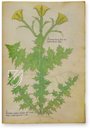 Sloane Tractatus de Herbis – M. Moleiro Editor – Sloane MS 4016 – British Library (London, United Kingdom)