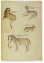 Sloane Tractatus de Herbis – M. Moleiro Editor – Sloane MS 4016 – British Library (London, United Kingdom)