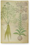 Sloane Tractatus de Herbis – M. Moleiro Editor – Sloane MS 4016 – British Library (London, United Kingdom)