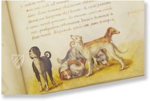 The Animal Book of Pier Candido – Belser Verlag – Urb. lat. 276 – Biblioteca Apostolica Vaticana (Vatican City, State of the Vatican City)