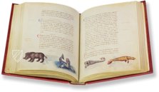 The Animal Book of Pier Candido – Belser Verlag – Urb. lat. 276 – Biblioteca Apostolica Vaticana (Vatican City, State of the Vatican City)