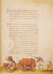 The Animal Book of Pier Candido – Belser Verlag – Urb. lat. 276 – Biblioteca Apostolica Vaticana (Vatican City, State of the Vatican City)