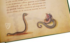 The Animal Book of Pier Candido – Belser Verlag – Urb. lat. 276 – Biblioteca Apostolica Vaticana (Vatican City, State of the Vatican City)