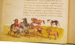 The Animal Book of Pier Candido – Belser Verlag – Urb. lat. 276 – Biblioteca Apostolica Vaticana (Vatican City, State of the Vatican City)