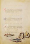 The Animal Book of Pier Candido – Belser Verlag – Urb. lat. 276 – Biblioteca Apostolica Vaticana (Vatican City, State of the Vatican City)