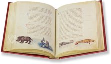 The Animal Book of Pier Candido – Belser Verlag – Urb. lat. 276 – Biblioteca Apostolica Vaticana (Vatican City, Vatican City State)