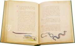 The Animal Book of Pier Candido – Belser Verlag – Urb. lat. 276 – Biblioteca Apostolica Vaticana (Vatican City, Vatican City State)