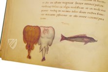 The Animal Book of Pier Candido – Belser Verlag – Urb. lat. 276 – Biblioteca Apostolica Vaticana (Vatican City, Vatican City State)