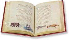 The Animal Book of Pier Candido – Urb. lat. 276 – Biblioteca Apostolica Vaticana (Vatican City, State of the Vatican City) Facsimile Edition