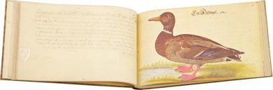 The Book of Birds, Fishes, and Animals 1666 – 2° Ms. phys. et hist. nat. 3  – Universitätsbibliothek Kassel (Kassel, Germany) Facsimile Edition