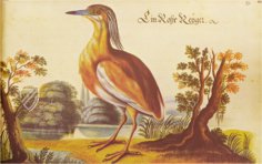 The Book of Birds, Fishes, and Animals 1666 – 2° Ms. phys. et hist. nat. 3  – Universitätsbibliothek Kassel (Kassel, Germany) Facsimile Edition