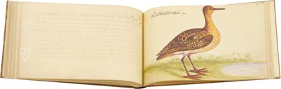 The Book of Birds, Fishes, and Animals 1666 – Müller & Schindler – 2° Ms. phys. et hist. nat. 3  – Universitätsbibliothek Kassel (Kassel, Germany)