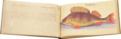 The Book of Birds, Fishes, and Animals 1666 – Müller & Schindler – 2° Ms. phys. et hist. nat. 3  – Universitätsbibliothek Kassel (Kassel, Germany)