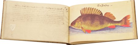 The Book of Birds, Fishes, and Animals 1666 – Müller & Schindler – 2° Ms. phys. et hist. nat. 3  – Universitätsbibliothek Kassel (Kassel, Germany)