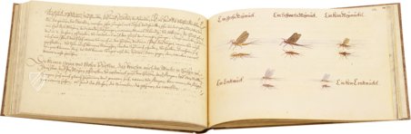 The Book of Birds, Fishes, and Animals 1666 – Müller & Schindler – 2° Ms. phys. et hist. nat. 3  – Universitätsbibliothek Kassel (Kassel, Germany)