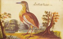 The Book of Birds, Fishes, and Animals 1666 – Müller & Schindler – 2° Ms. phys. et hist. nat. 3  – Universitätsbibliothek Kassel (Kassel, Germany)