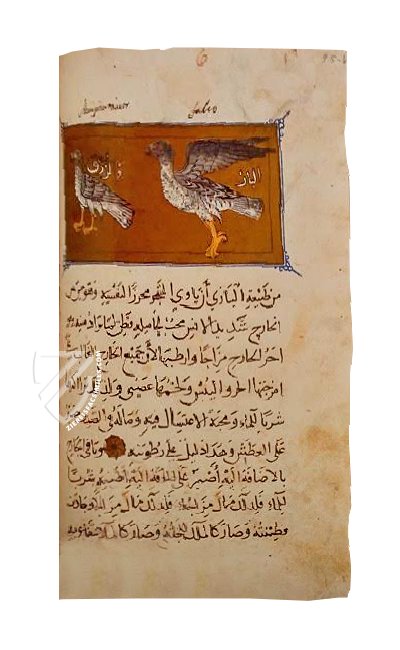 The Book of the Usefulness of Animals – AyN Ediciones – ms. árabe 898 – Real Biblioteca del Monasterio de San Lorenzo de El Escorial (San Lorenzo de El Escorial, Spain)