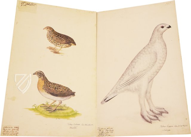 The Great Bird Book of Olof Rudbeck the Younger - Ziereis Facsimiles