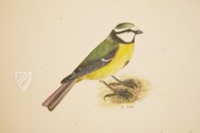 The Great Bird Book of Olof Rudbeck the Younger – Belser Verlag – Universitetsbibliotek Uppsala (Uppsala, Sweden)