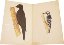 The Great Bird Book of Olof Rudbeck the Younger – Belser Verlag – Universitetsbibliotek Uppsala (Uppsala, Sweden)