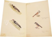 The Great Bird Book of Olof Rudbeck the Younger – Belser Verlag – Universitetsbibliotek Uppsala (Uppsala, Sweden)