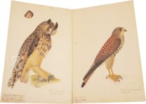 The Great Bird Book of Olof Rudbeck the Younger – Belser Verlag – Universitetsbibliotek Uppsala (Uppsala, Sweden)