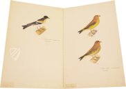 The Great Bird Book of Olof Rudbeck the Younger – Belser Verlag – Universitetsbibliotek Uppsala (Uppsala, Sweden)