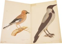 The Great Bird Book of Olof Rudbeck the Younger – Belser Verlag – Universitetsbibliotek Uppsala (Uppsala, Sweden)