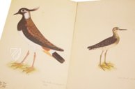 The Great Bird Book of Olof Rudbeck the Younger – Belser Verlag – Universitetsbibliotek Uppsala (Uppsala, Sweden)