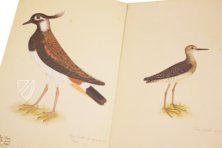 The Great Bird Book of Olof Rudbeck the Younger – Belser Verlag – Universitetsbibliotek Uppsala (Uppsala, Sweden)