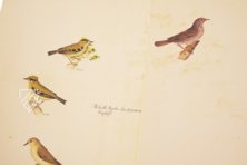 The Great Bird Book of Olof Rudbeck the Younger – Belser Verlag – Universitetsbibliotek Uppsala (Uppsala, Sweden)