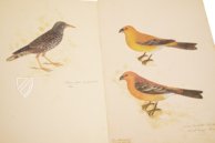 The Great Bird Book of Olof Rudbeck the Younger – Belser Verlag – Universitetsbibliotek Uppsala (Uppsala, Sweden)