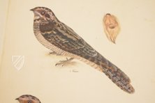 The Great Bird Book of Olof Rudbeck the Younger – Belser Verlag – Universitetsbibliotek Uppsala (Uppsala, Sweden)