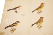 The Great Bird Book of Olof Rudbeck the Younger – Belser Verlag – Universitetsbibliotek Uppsala (Uppsala, Sweden)