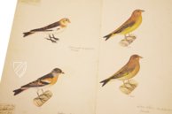 The Great Bird Book of Olof Rudbeck the Younger – Belser Verlag – Universitetsbibliotek Uppsala (Uppsala, Sweden)