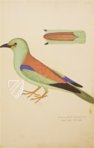 The Great Bird Book of Olof Rudbeck the Younger – Belser Verlag – Universitetsbibliotek Uppsala (Uppsala, Sweden)