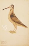 The Great Bird Book of Olof Rudbeck the Younger – Belser Verlag – Universitetsbibliotek Uppsala (Uppsala, Sweden)