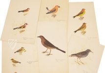 The Great Bird Book of Olof Rudbeck the Younger – Belser Verlag – Universitetsbibliotek Uppsala (Uppsala, Sweden)