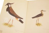 The Great Bird Book of Olof Rudbeck the Younger – Universitetsbibliotek Uppsala (Uppsala, Sweden) Facsimile Edition