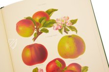 The Herefordshire Pomona Containing Coloured Figures and Descriptions of the most Esteemed Kinds of Apples And Pears Facsimile Edition