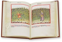 Theatrum Sanitatis – M. Moleiro Editor – Ms. 4182 – Biblioteca Casanatense (Rome, Italy)