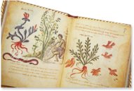 Theriaka and Alexipharmaka by Nicander – M. Moleiro Editor – Supplément grec 247 – Bibliothèque nationale de France (Paris, France)