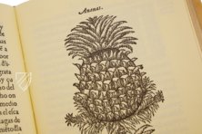 Tractado de las Drogas, y Medicinas de las Indias Orientales… – Vicent Garcia Editores – E/268 – Biblioteca Histórico Médica de la Universidad de València (Valencia, Spain)