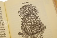 Tractado de las Drogas, y Medicinas de las Indias Orientales… – Vicent Garcia Editores – E/268 – Biblioteca Histórico Médica de la Universidad de València (Valencia, Spain)