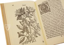 Tractado de las Drogas, y Medicinas de las Indias Orientales… – Vicent Garcia Editores – E/268 – Biblioteca Histórico Médica de la Universidad de València (Valencia, Spain)