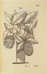 Tractado de las Drogas, y Medicinas de las Indias Orientales… – Vicent Garcia Editores – E/268 – Biblioteca Histórico Médica de la Universidad de València (Valencia, Spain)